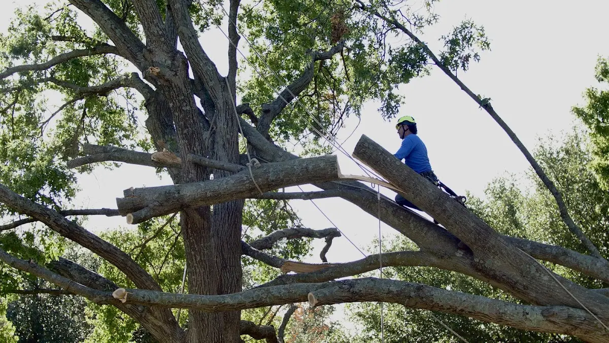 Professional Crown Thinning performed by certified arborists in Stuarts Draft